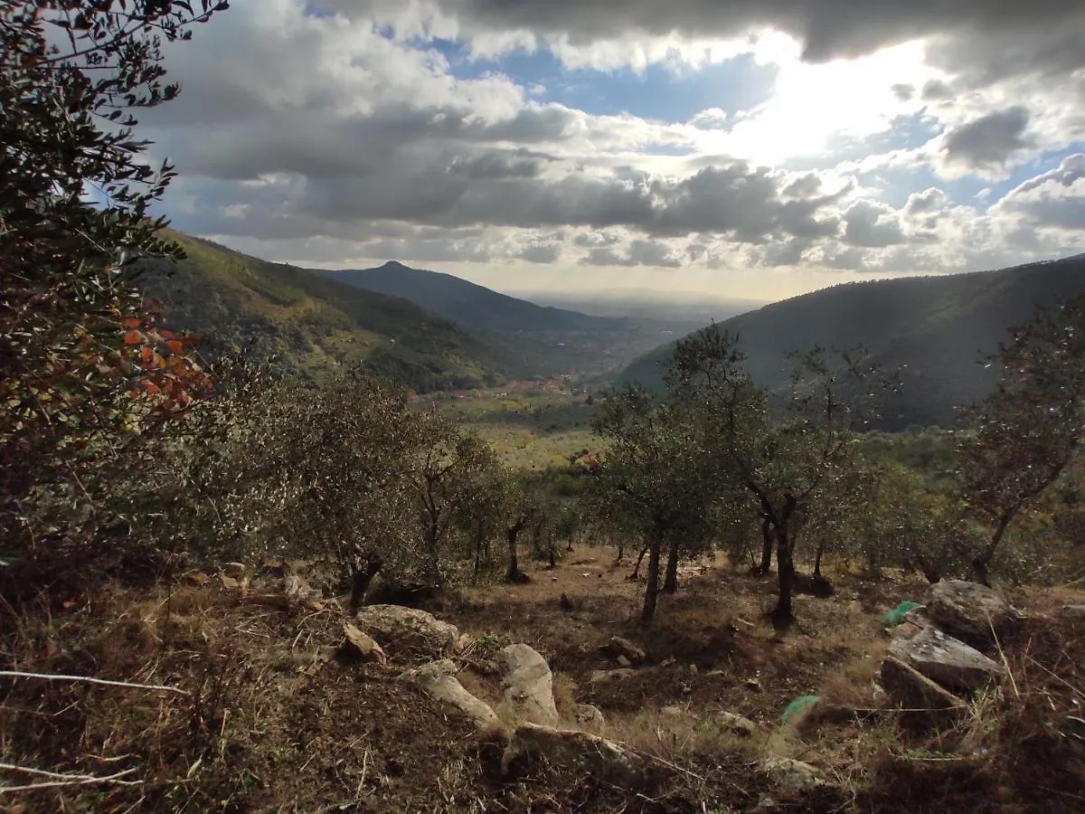 Olive House Tuscany - Zona Pisa Calci Dom wakacyjny