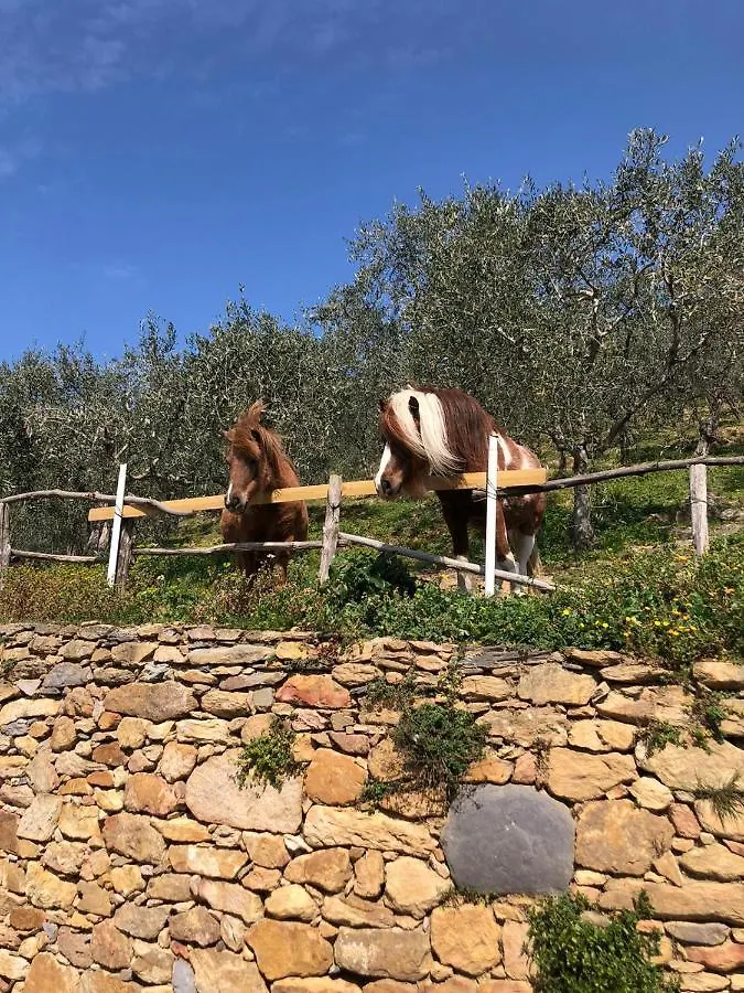 Olive House Tuscany - Zona Pisa Calci Dom wakacyjny