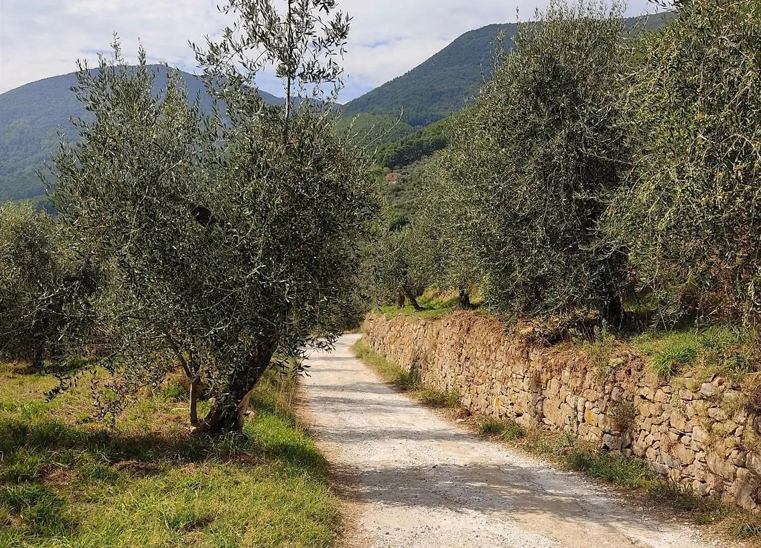 Olive House Tuscany - Zona Pisa Calci 0*,  Włochy